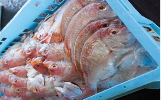 元漁師が手掛ける厳選干物 3種(連子鯛・ブリ・カマス)合計32枚セット