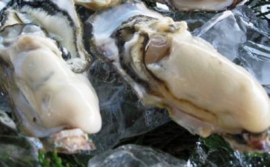 仮屋湾の真牡蠣（2kg）